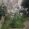 Photo 7: Garden 