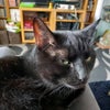 Photograph of Kitty
