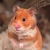 Photo 4: Marmalade; Syrian Hamster