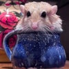 Photo 5: Chips; Gerbil