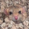 Photo 6: Scampi; Gerbil