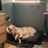 Photo 9: Our dog 