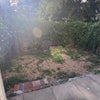 Photo 9: garden