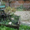 Photo 9: front garden