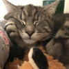 Photo 6: Odin