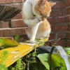 Photo 8: Tigger (Mr.T)