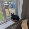 Photo 8: Wok the cat