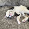 Photo 7: kitten 