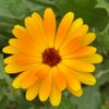 Photograph of Nan