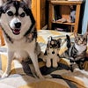 Photo 6: Our adorable and friendly pets (and mascot)