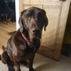 Photo 6: My dog