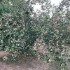 Photo 9: Apple orchard