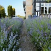 Photo 8: Front gardens
