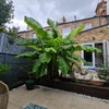 Photo 8: Garden in summer 