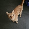 Photo 6: This cat lives in the house. She is very friendly. 