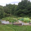Photo 10: Food garden for growing veg