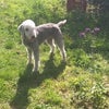 Photo 6: This is our dog