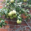 Photo 4: Home grown fruit