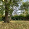 Photo 4: Shared Garden