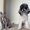 Photo 2: Gizmo & Bambi