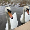 Photo 8: Swans at your window
