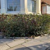 Photo 7: Front Garden Hedge