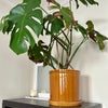 Photo 5: Lots of plants 