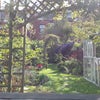 Photo 6: Back garden