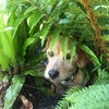 Photo 7: Occasional canine guest