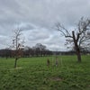 Photo 9: Brockwell Park