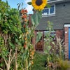 Photo 7: Garden has meadow flowers, apple trees, sunflowers, lovely