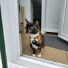 Photo 3: Sage the cat!
