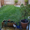 Photo 4: Back garden , garden seating put away for winter .