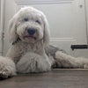 Photo 9: Dolly the Sheepadoodle