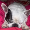 Photo 2: My senior (10yrs) french bulldog (Trained and Friendly)
