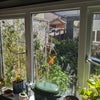 Photo 4: Kitchen window view out into garden in summer