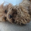 Photo 7: Fluffy tiny dog (he is hypoallergenic)