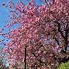 Photo 13: Flowering blossoms and tree-lined streets