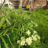 Photo 5: Primroses