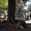 Photo 5: Japan deer park