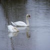 Photo 8: Cant promise Swans!But usually Ducks! 