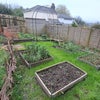 Photo 8: Veg patch