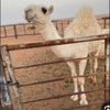 فù‡ø¯\'s picture