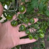 Photo 3: cherry tomatoes i grew last year!!