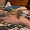 Photo 4: Marlo, the leopard gecko