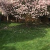 Photo 5: Rear garden
