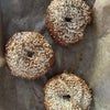 Photo 4: My homemade bagels :)