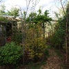Photo 7: Back Garden