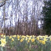 Photo 16: Spring daffs