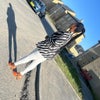 Photograph of anas